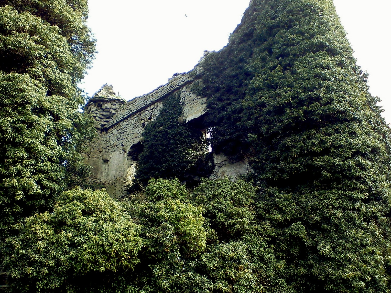 Drominneer Castle Ivy