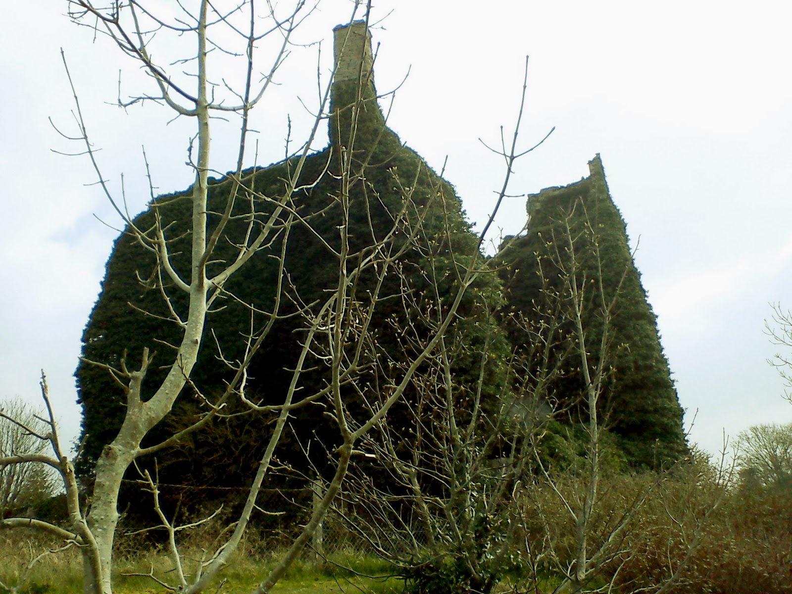Drominneer Castle Ivy